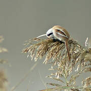 Bearded Reedling