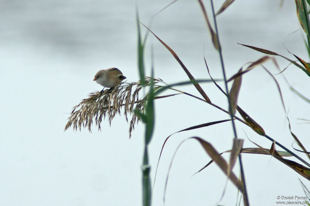 Bearded Reedling female adult, identification