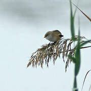 Bearded Reedling