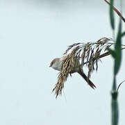 Bearded Reedling