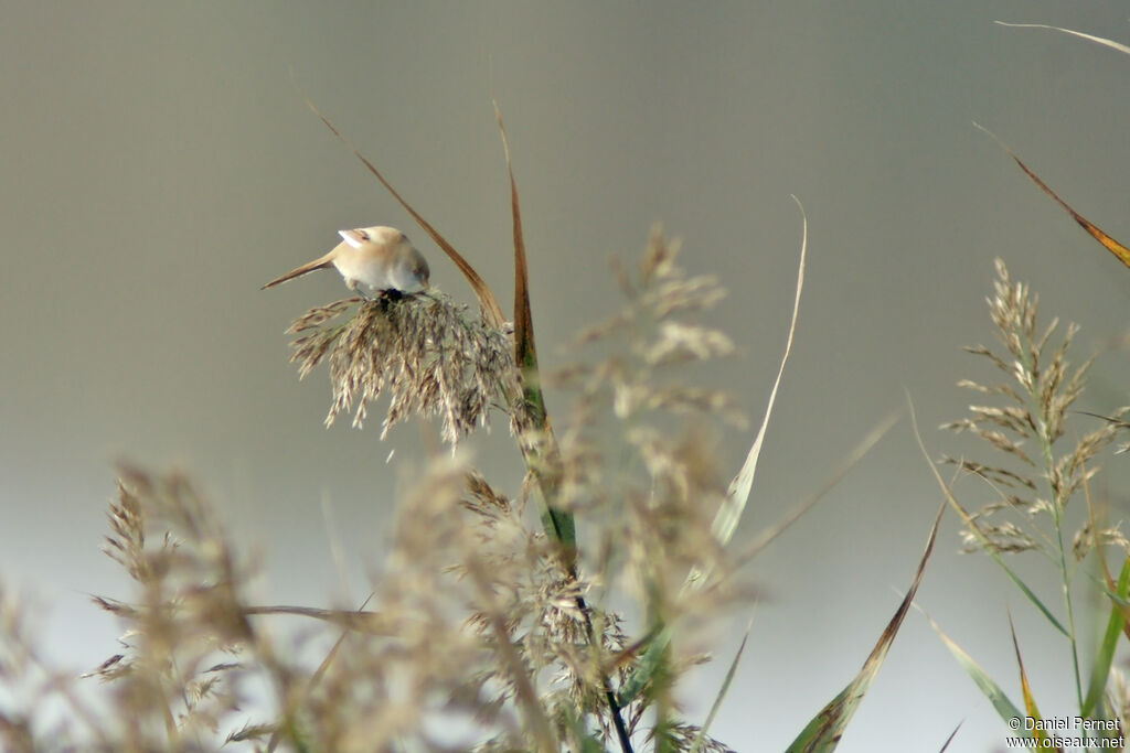 Bearded Reedling female, identification, eats