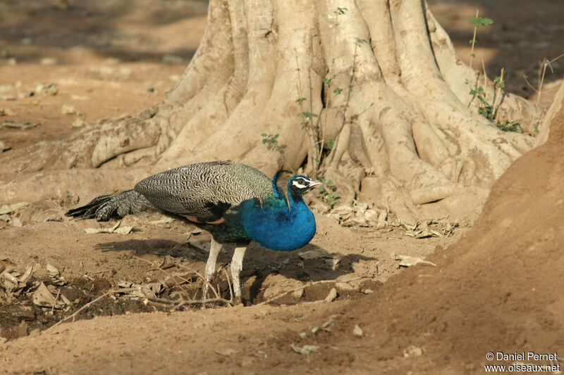 Paon bleu mâle adulte, habitat, marche