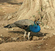 Indian Peafowl