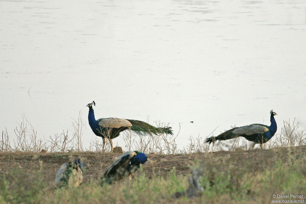 Paon bleuadulte, habitat, marche