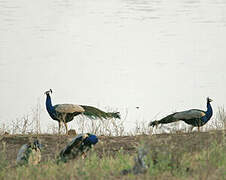 Indian Peafowl