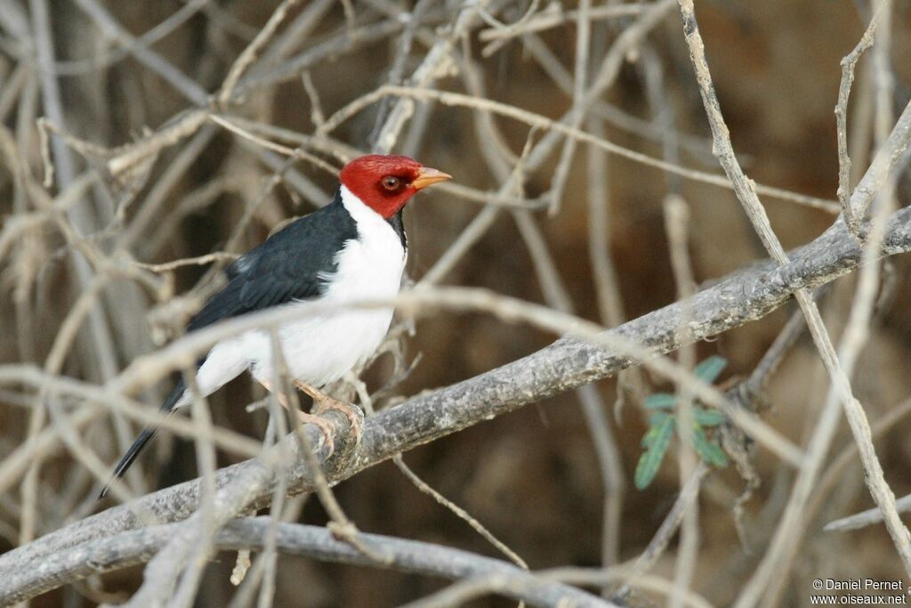 Yellow-billed Cardinaladult, identification