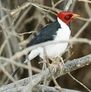 Yellow-billed Cardinal