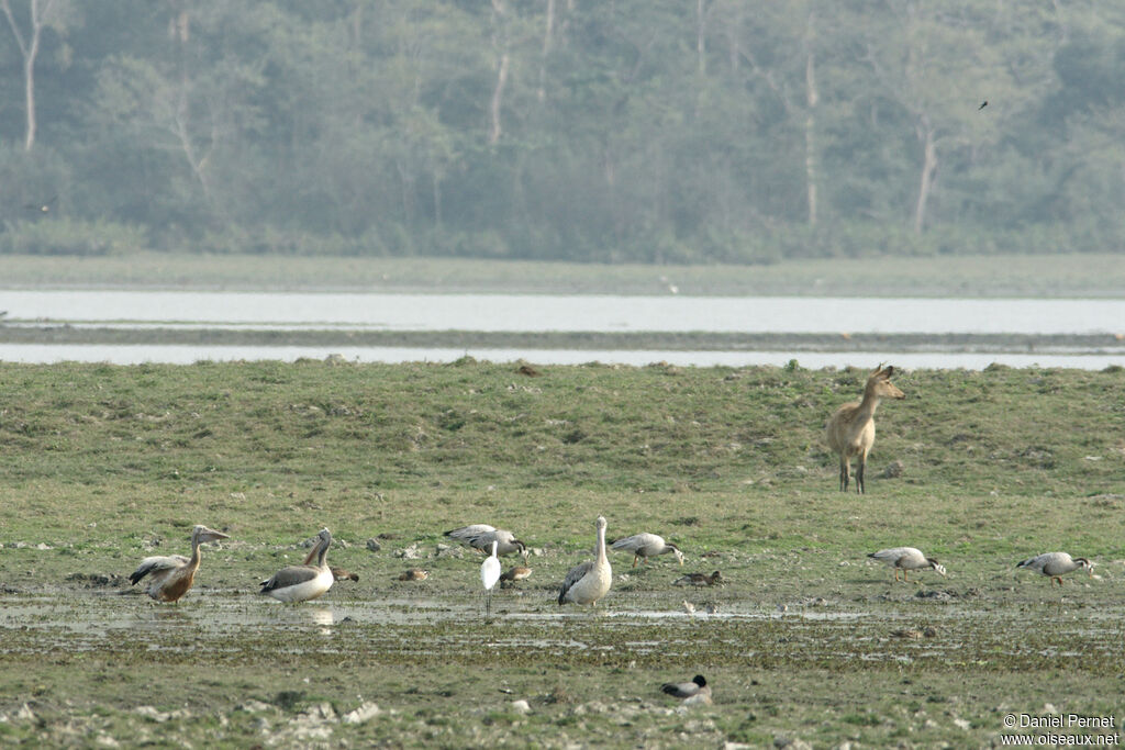 Pélican à bec tachetéadulte, habitat, marche