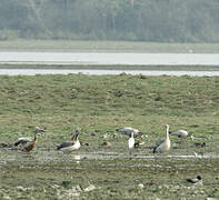 Spot-billed Pelican