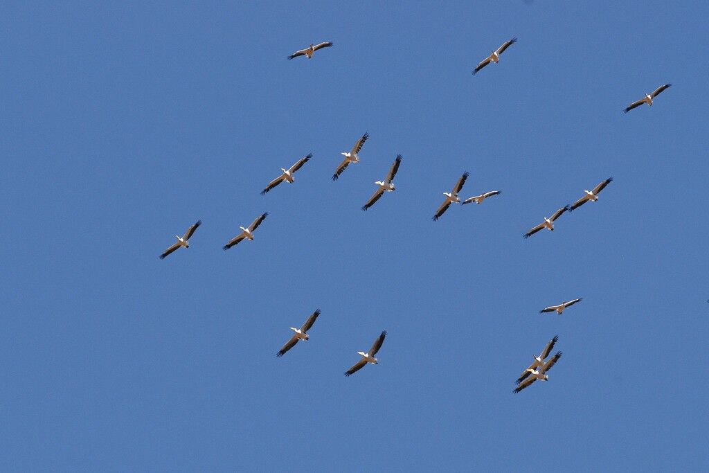 Great White Pelicanadult, Flight