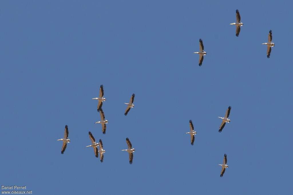 Great White Pelicanadult, Flight, Behaviour