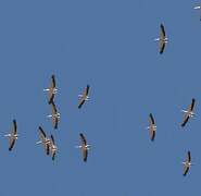 Great White Pelican