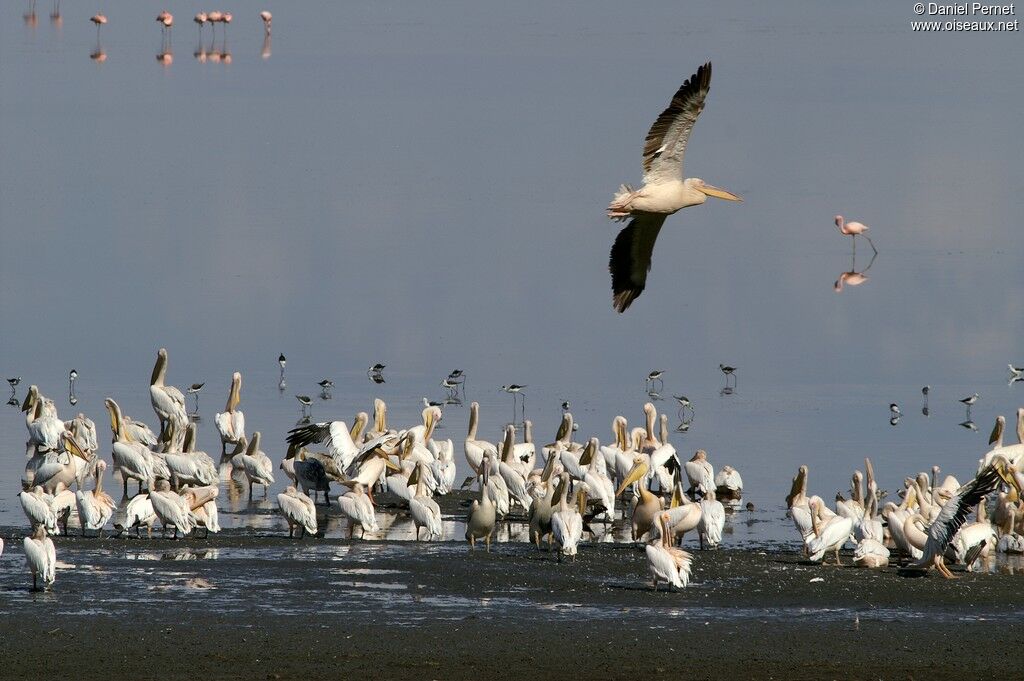 Great White Pelicanadult, identification