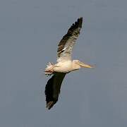 Great White Pelican