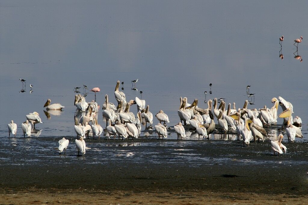 Great White Pelicanadult, identification