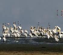 Great White Pelican