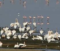 Great White Pelican