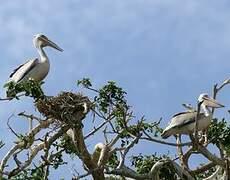 Pink-backed Pelican