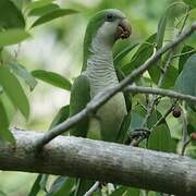 Monk Parakeet