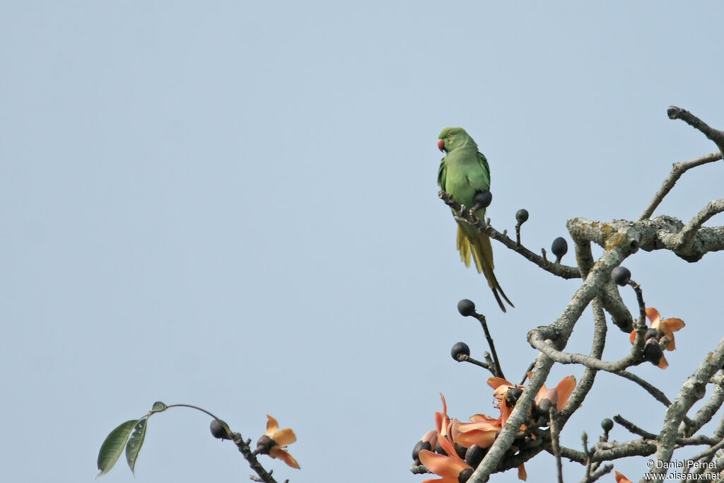 Rose-ringed Parakeetadult, habitat