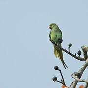 Rose-ringed Parakeet