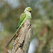 Rose-ringed Parakeet