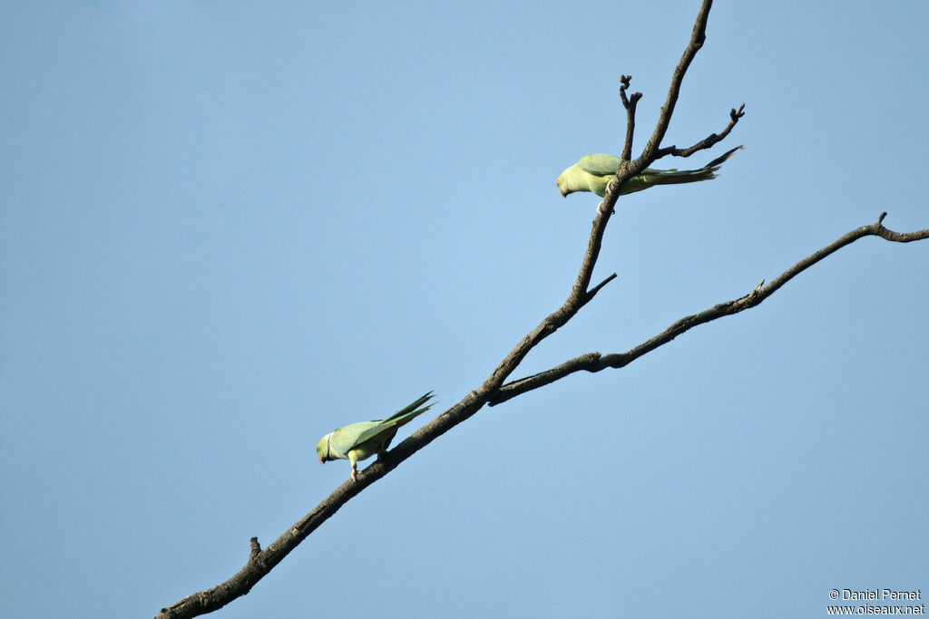 Rose-ringed Parakeetadult