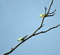 Rose-ringed Parakeet