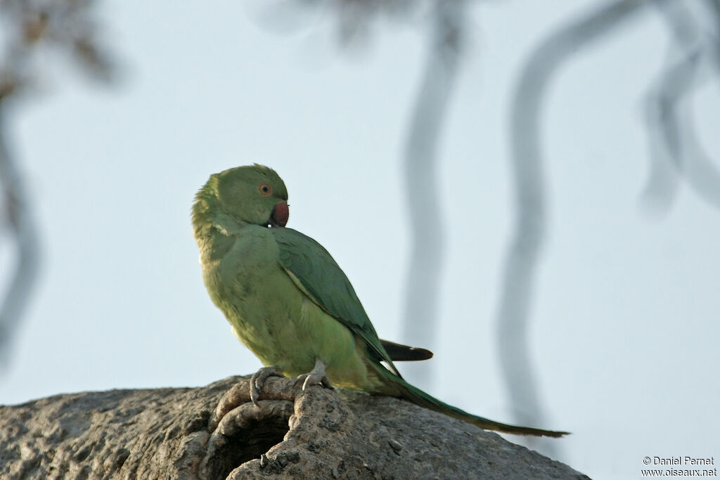 Rose-ringed Parakeetadult