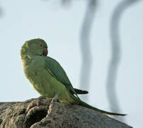 Rose-ringed Parakeet