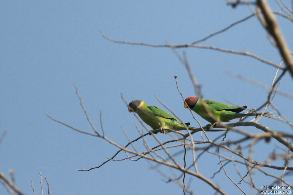 Plum-headed Parakeetadult, habitat