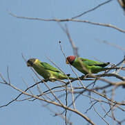 Plum-headed Parakeet