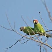 Plum-headed Parakeet