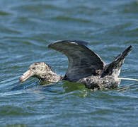 Northern Giant Petrel