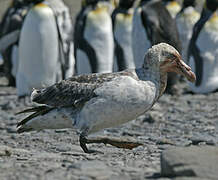 Southern Giant Petrel