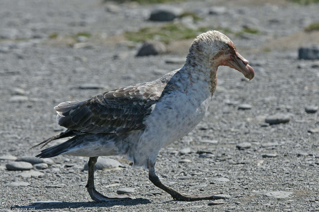 Pétrel géantadulte nuptial, identification