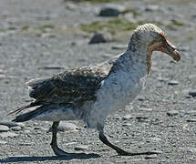 Southern Giant Petrel