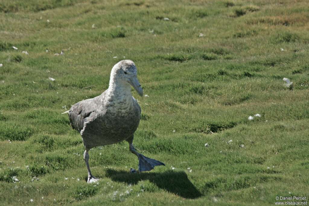 Southern Giant Petreladult breeding, identification, walking