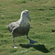 Southern Giant Petrel