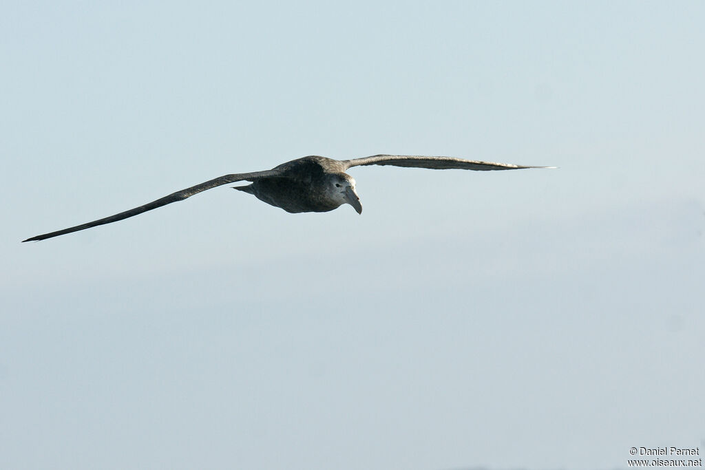 Southern Giant Petrelimmature, Flight