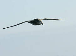 Southern Giant Petrel