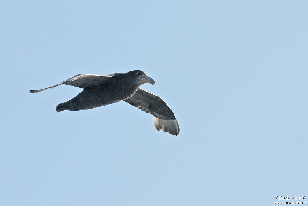 Southern Giant Petrelimmature, Flight