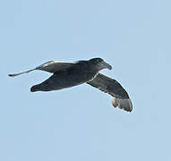 Southern Giant Petrel