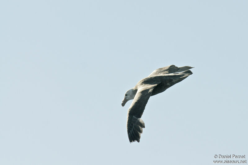 Southern Giant Petreladult, Flight