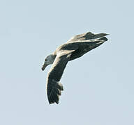 Southern Giant Petrel