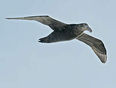 Southern Giant Petrel