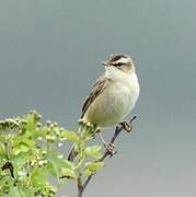 Sedge Warbler