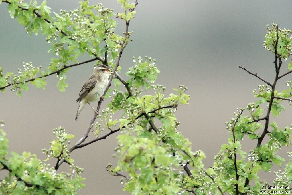 Sedge Warbleradult, Reproduction-nesting