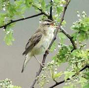 Sedge Warbler