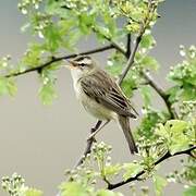 Sedge Warbler